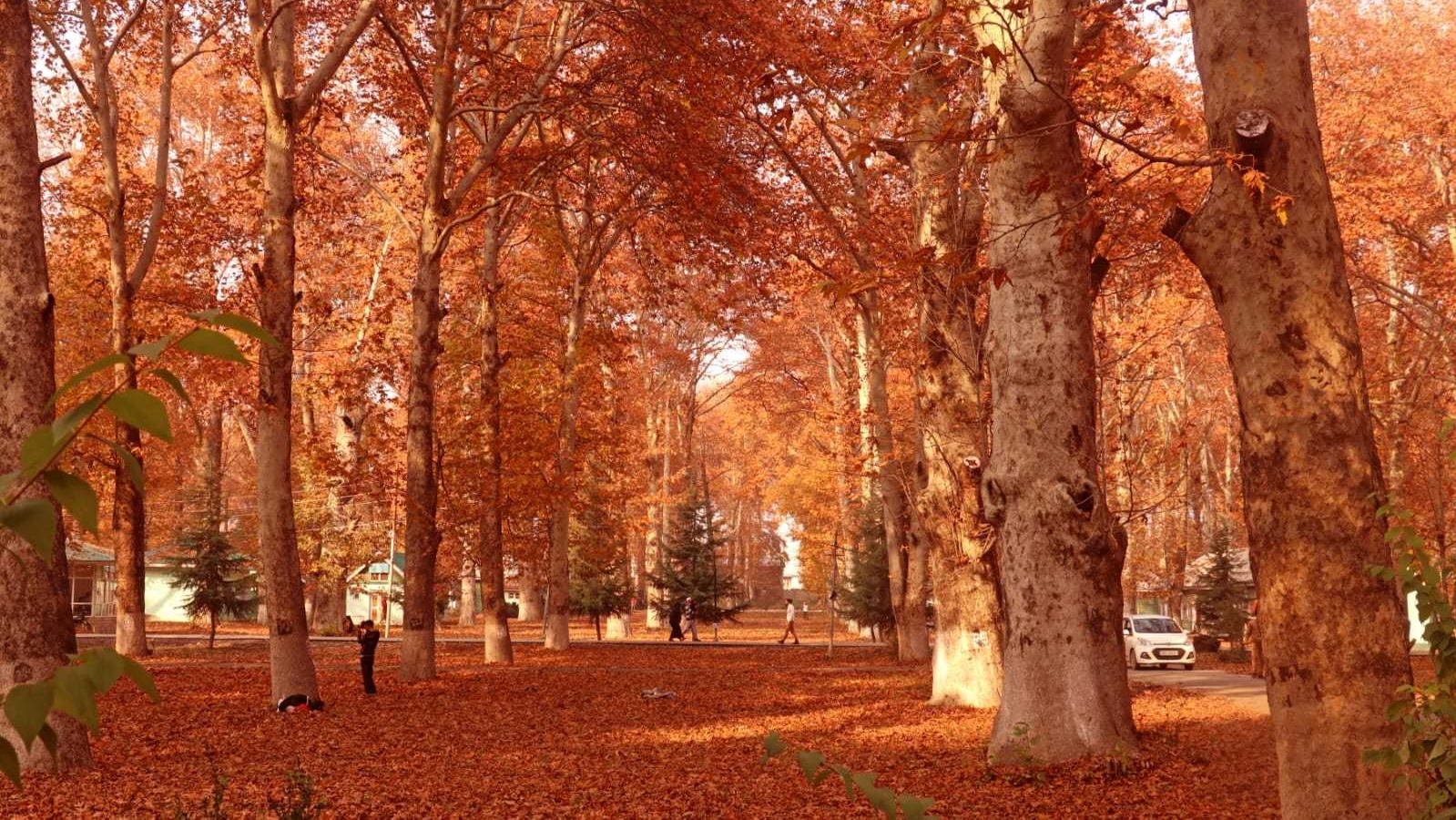 Mesmerising autumn season attracts tourists in Kashmir