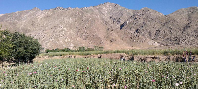 Opium cultivation declined by 95 per cent in Afghanistan: UN