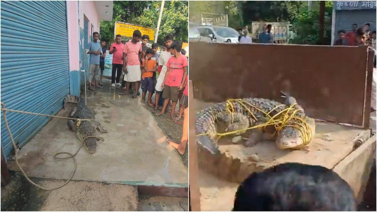 WATCH: Crocodile enters residential area in northern India, caught
