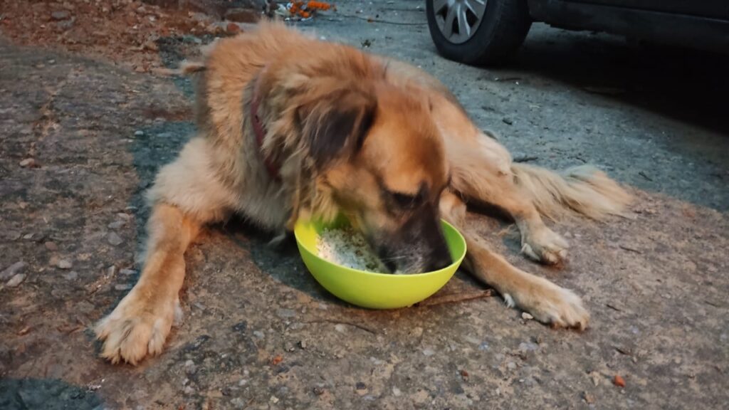 Dog eating