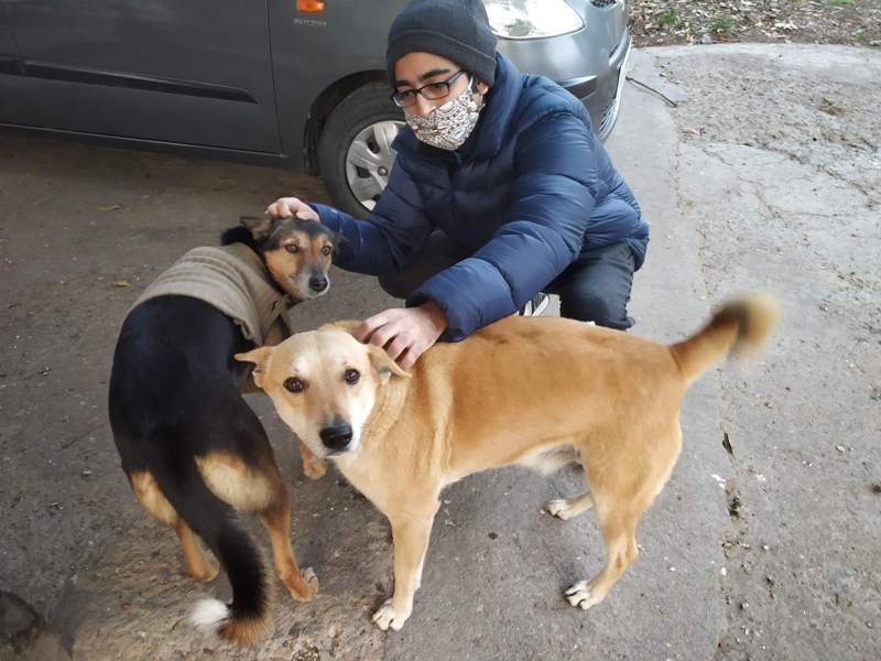 Stray dogs Delhi