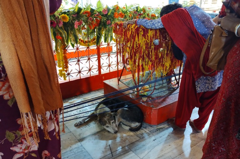 Kolkata dog at Lake Kali Bari