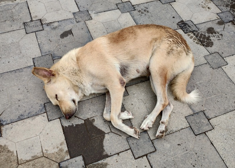 Kolkata dog at Victoria Memorial entrance