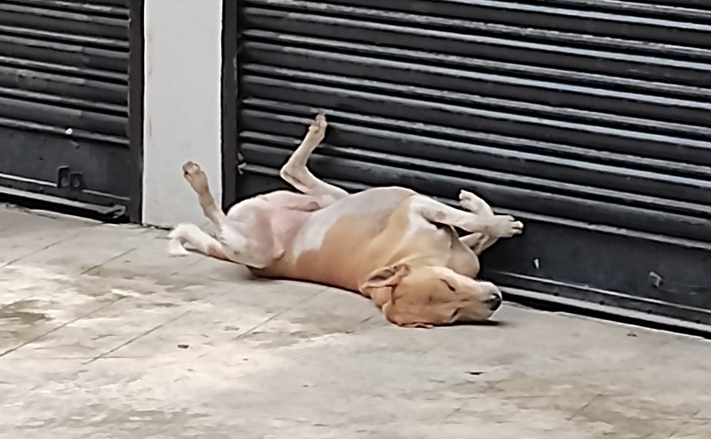 Kolkata dog sleeping belly up