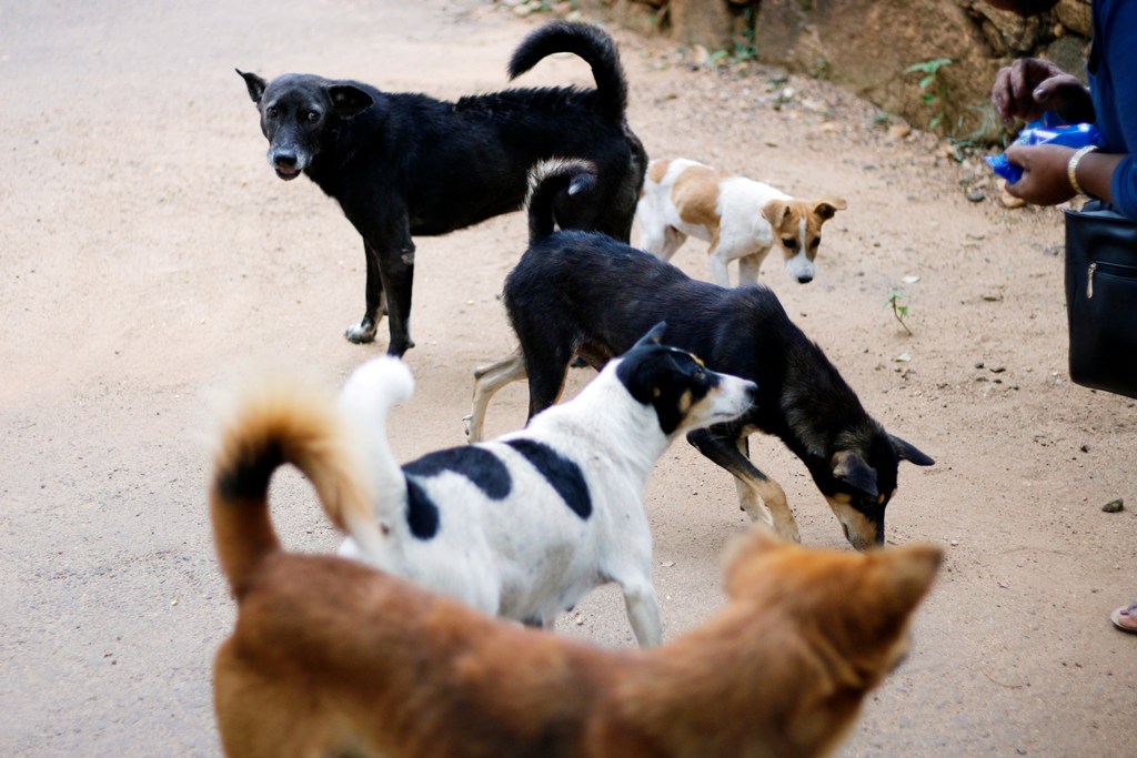 Stray dogs