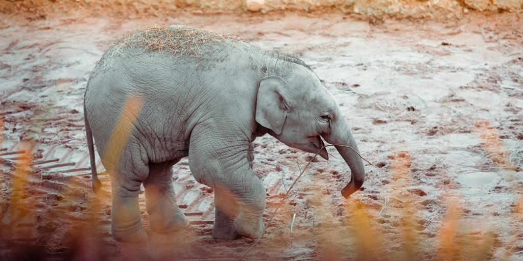 Baby elephant