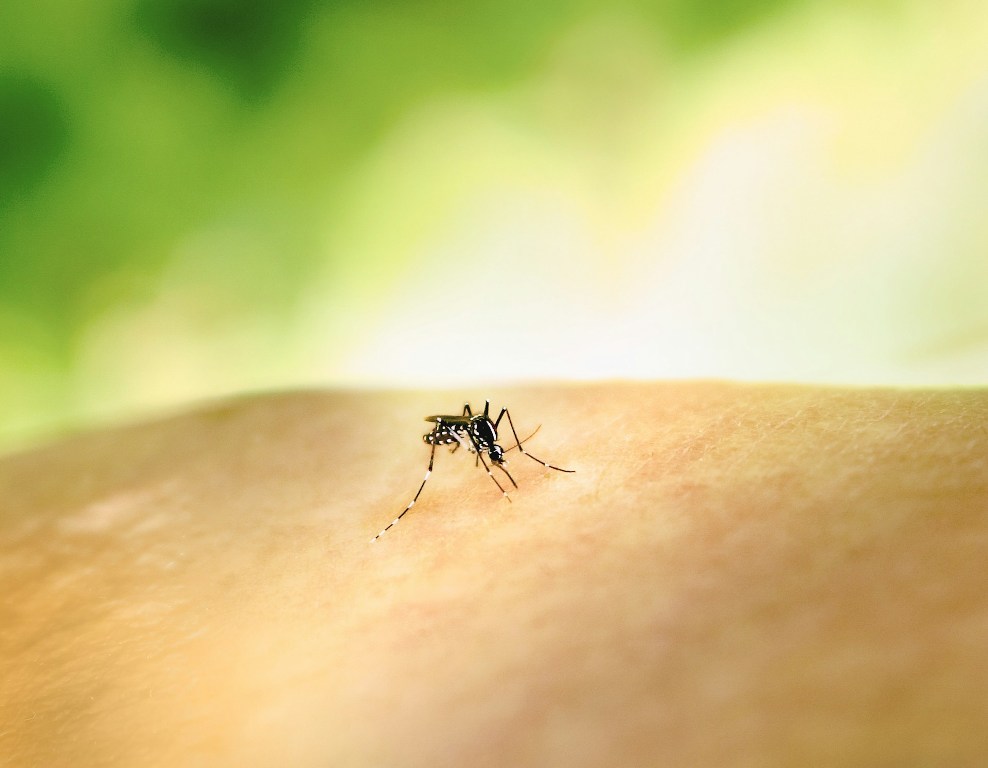 Mosquito representational image